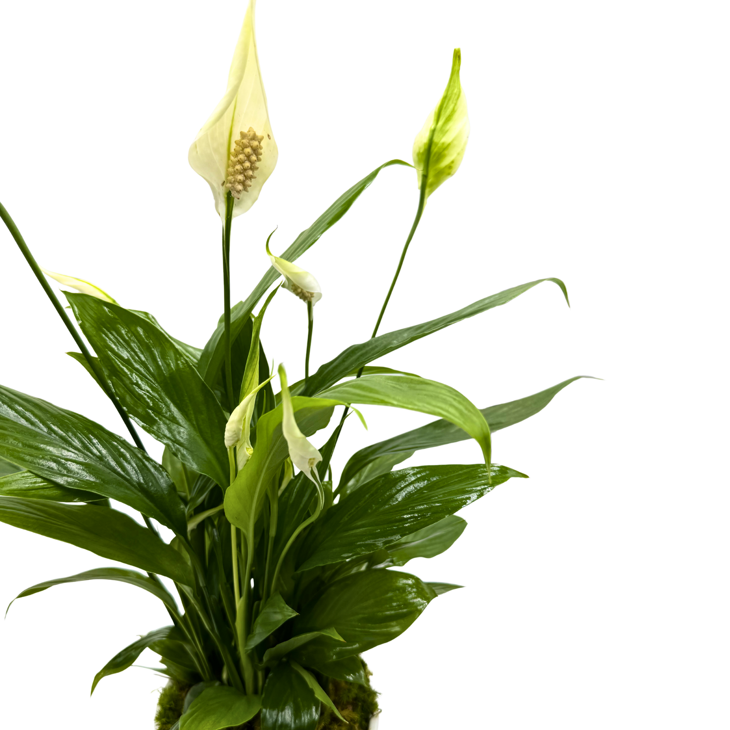 Peace Lily in a white pot