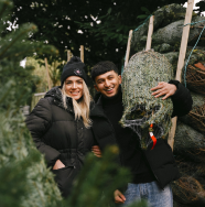 Christmas Trees