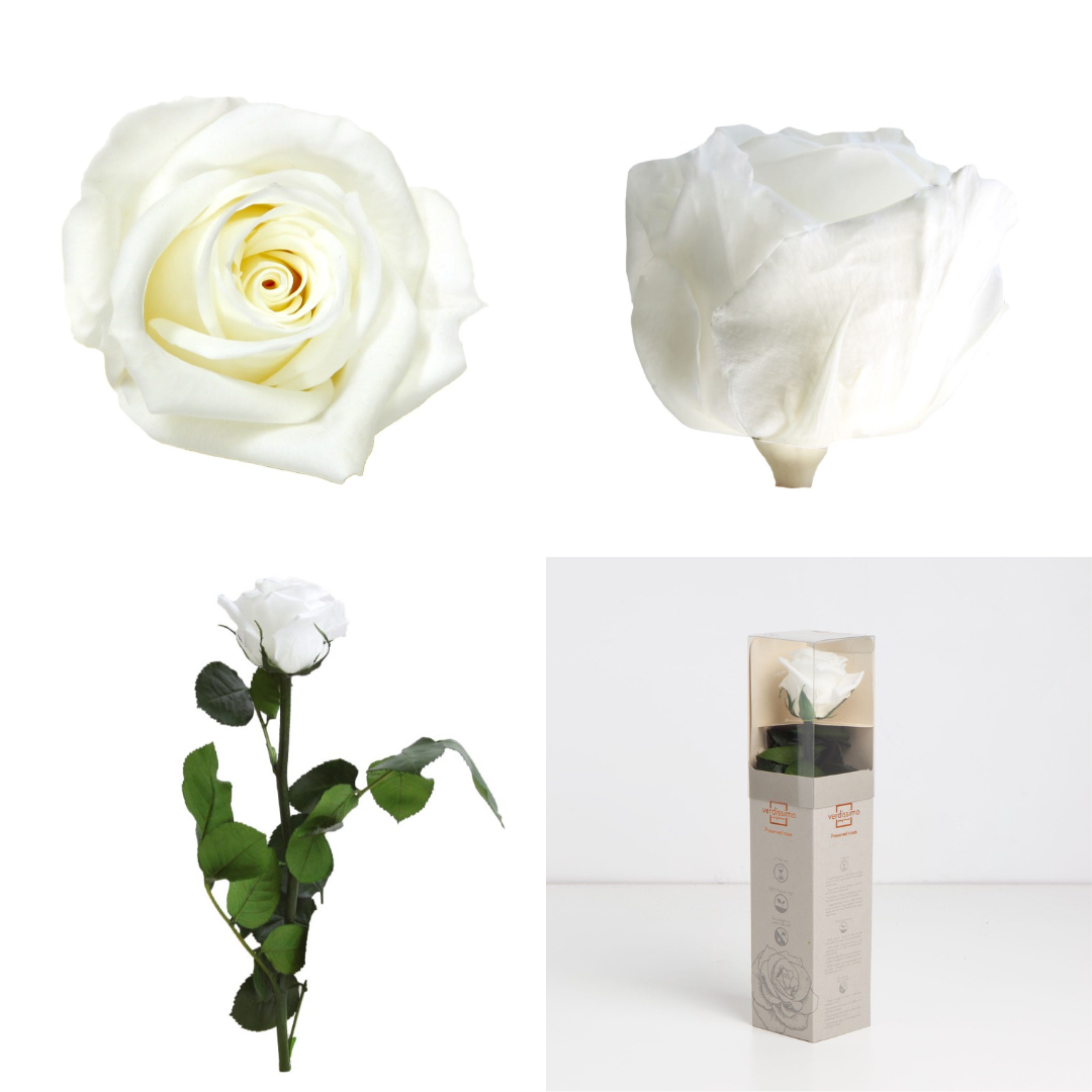 White Infinity Rose Short Stem