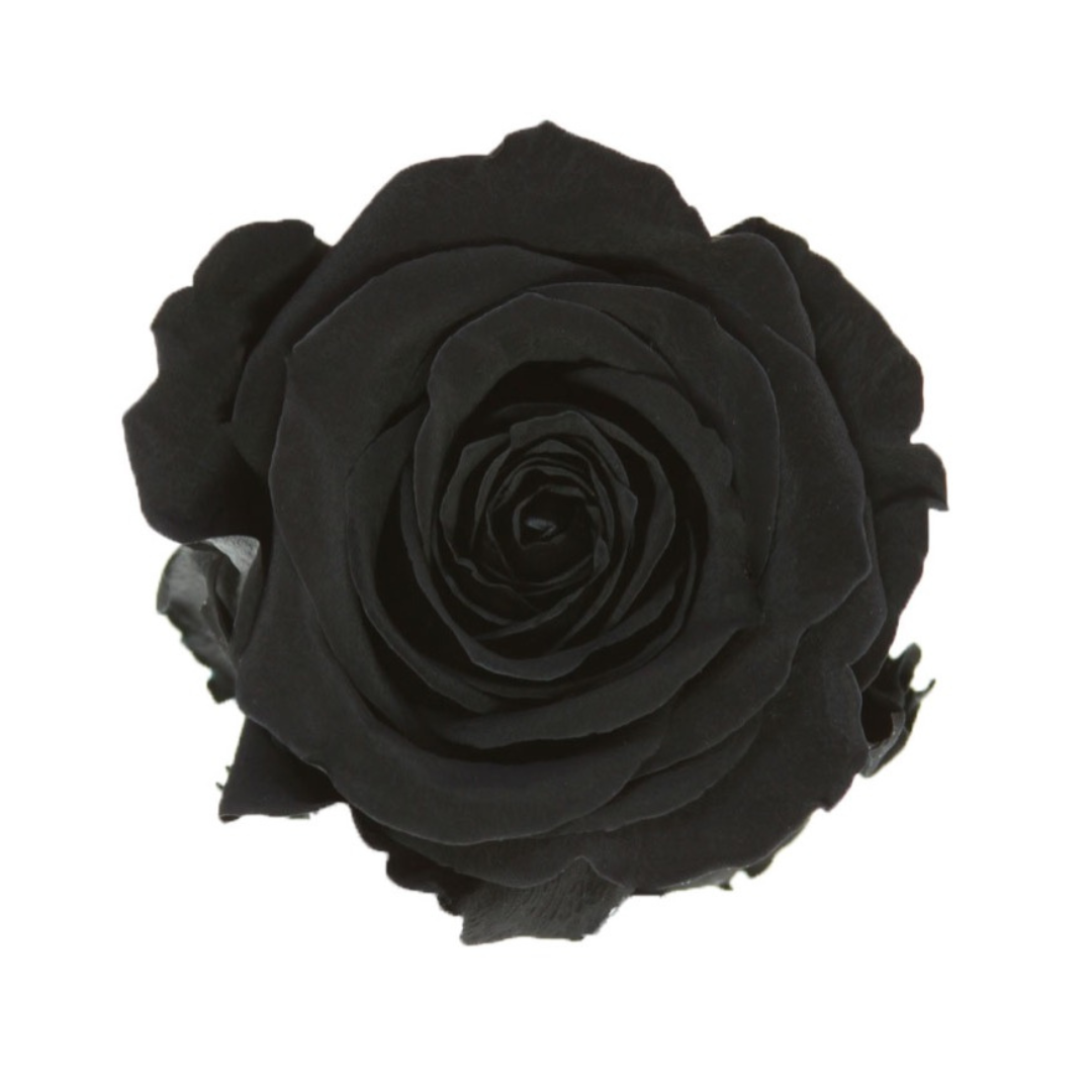 Black Infinity Rose Short Stem