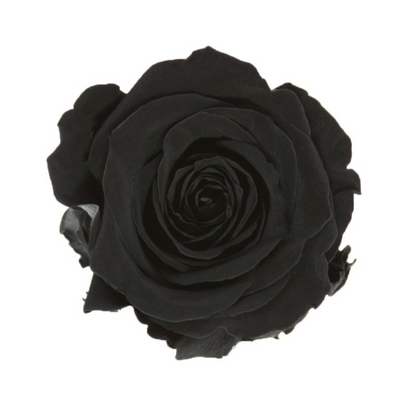 Black Infinity Rose Short Stem