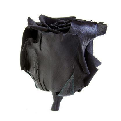 Black Infinity Rose Short Stem