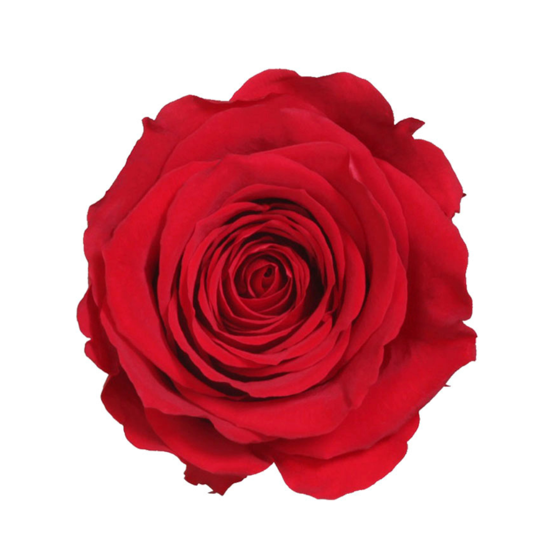 Red Infinity Rose Short Stem