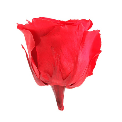 Red Infinity Rose Short Stem