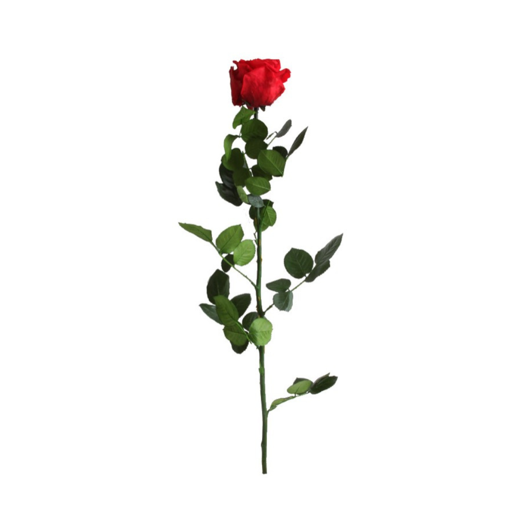 Red Infinity Rose Long Stem