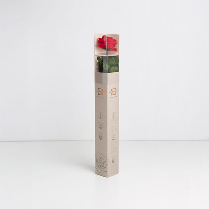 Red Infinity Rose Long Stem