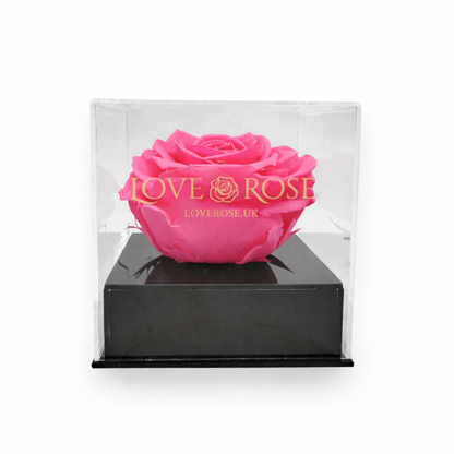 Single rose head in luxury case