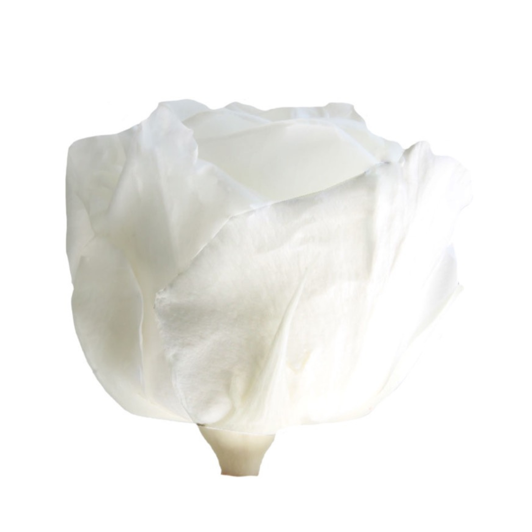 White Infinity Rose Short Stem
