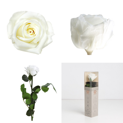 White Infinity Rose Short Stem