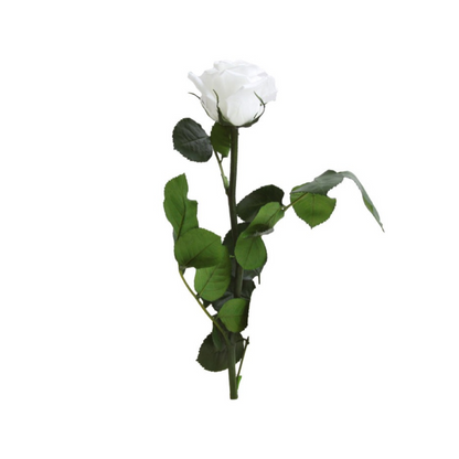 White Infinity Rose Short Stem