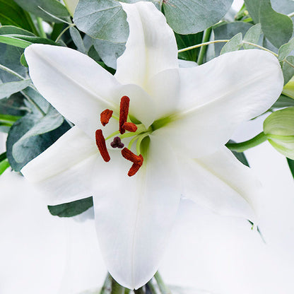 White Lilies in Glass Vase Bouquet